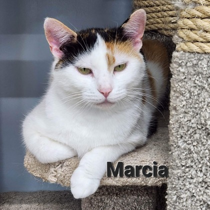 Marcia