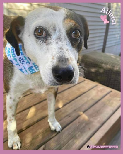 Aliena bonded to Blaze