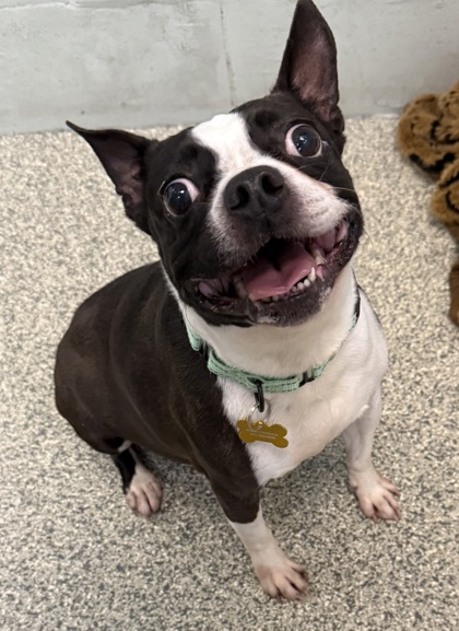 Oliver McAlester bonded to Scrappy-Doo