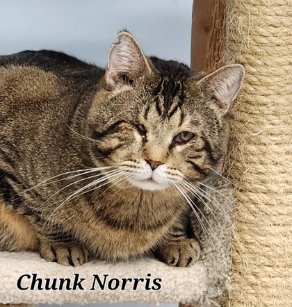 Chunk Norris