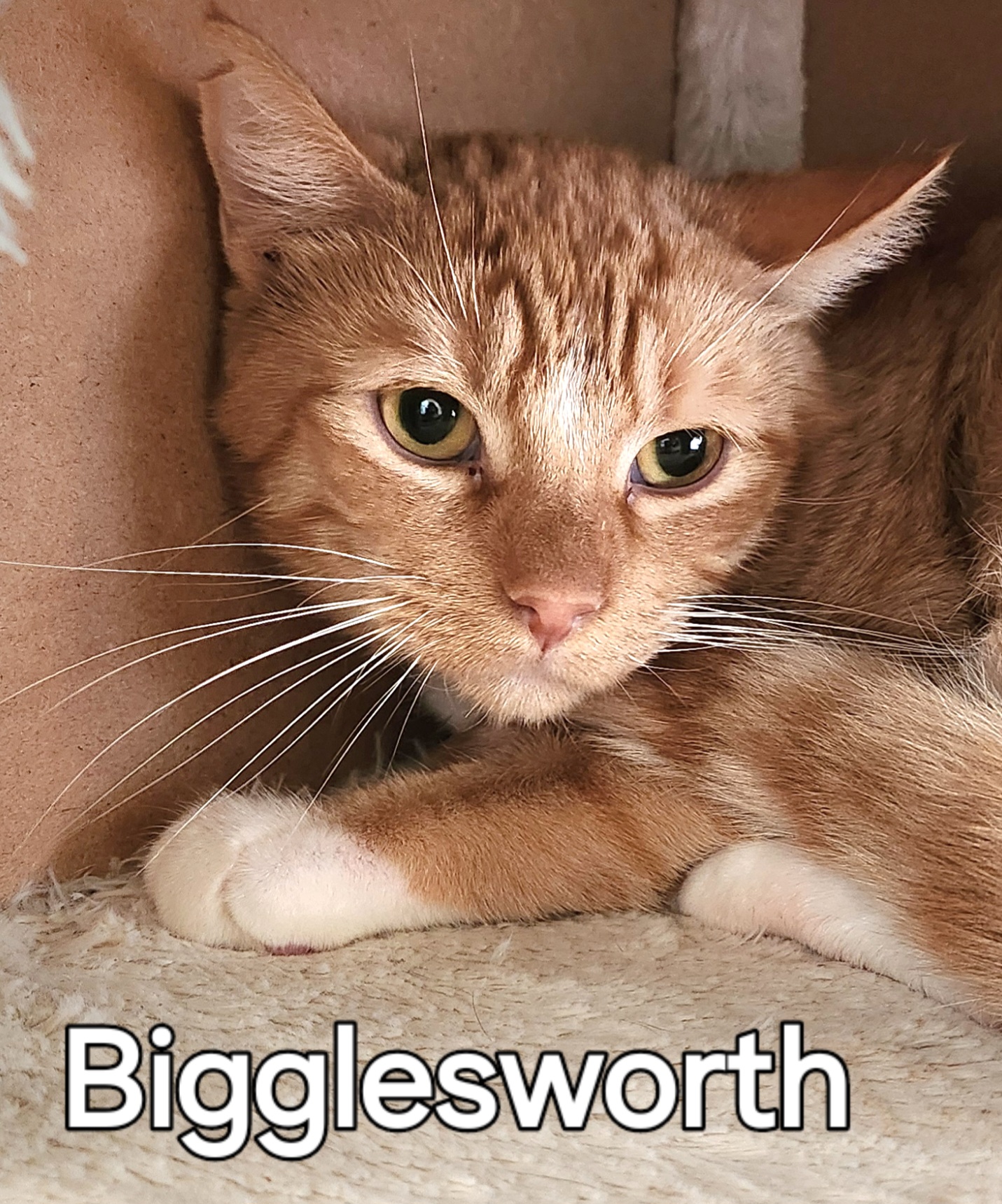 Bigglesworth