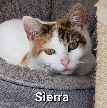 Sierra