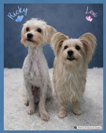 Ricky bonded to Lexi