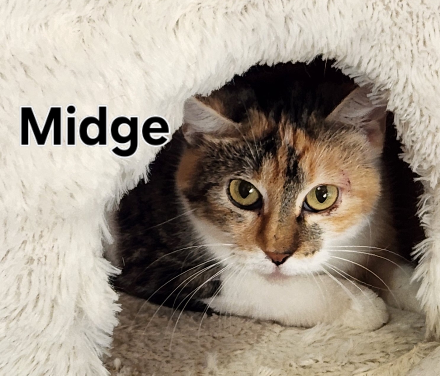 Midge