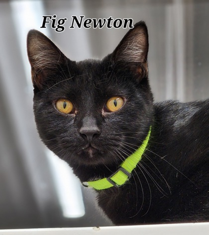 Fig Newton