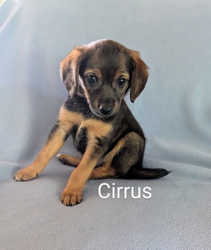 Cirrus
