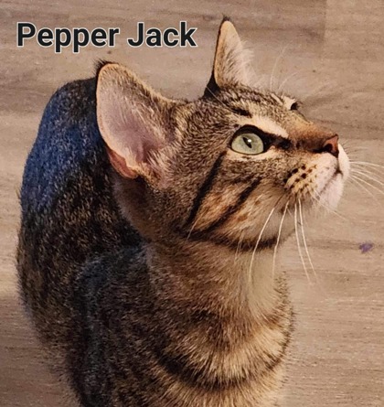 Pepper Jack