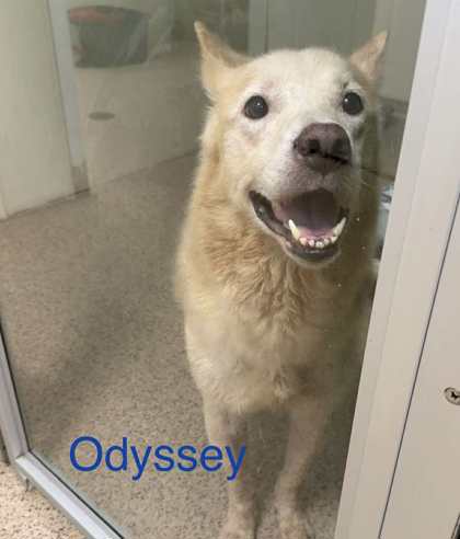 Odyssey