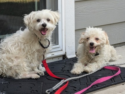 Bob bonded to Bonnie