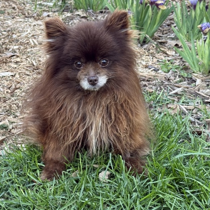 Lil Bear