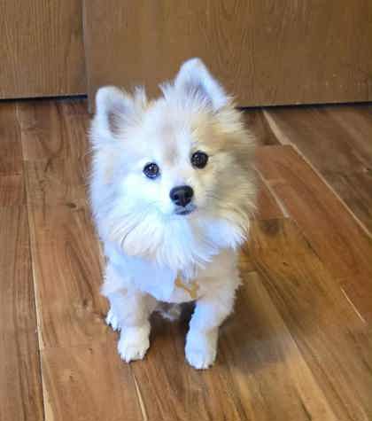 Jackal bonded to Lola