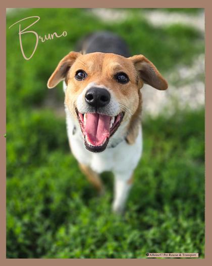 Bruno