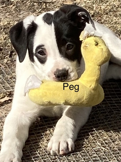 Peg