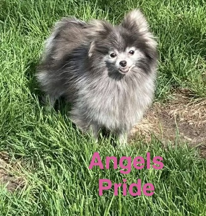 Angels Pride