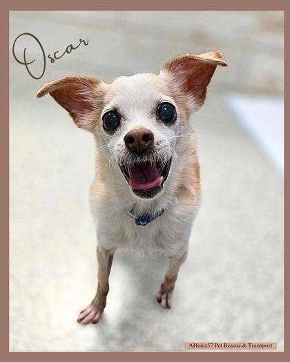 Heinz 57 Dogs for Adoption: Find Your Perfect Mix