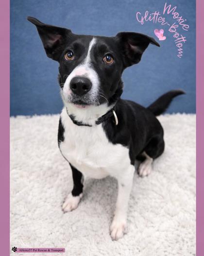 Moxie Glitter-Bottom