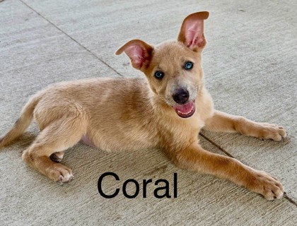 Coral