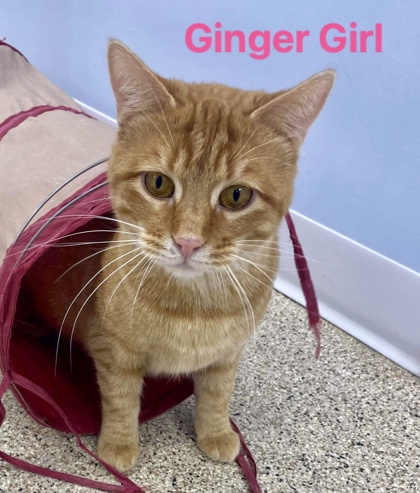 Ginger Girl