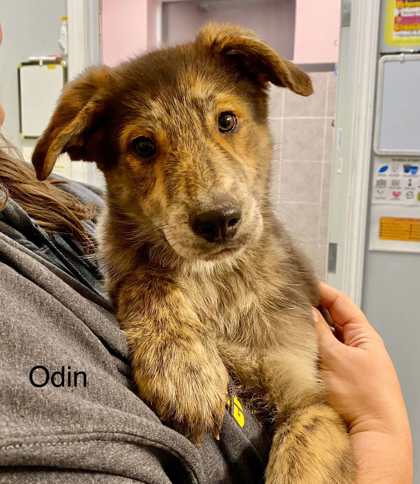 Odin