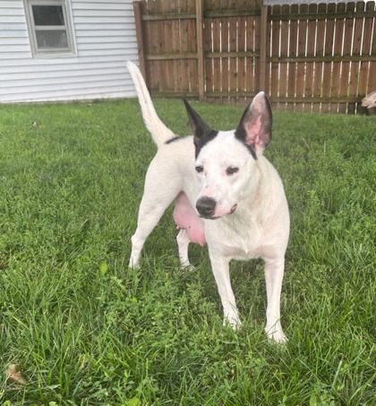 Bianca (Border Collie, Mix) - AHeinz57 Pets
