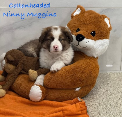 Cottonheaded Ninny Muggins