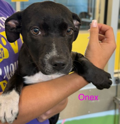 Onex