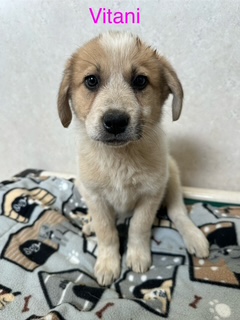 Vitani