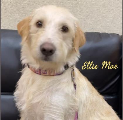 Ellie Mae bonded to Penny