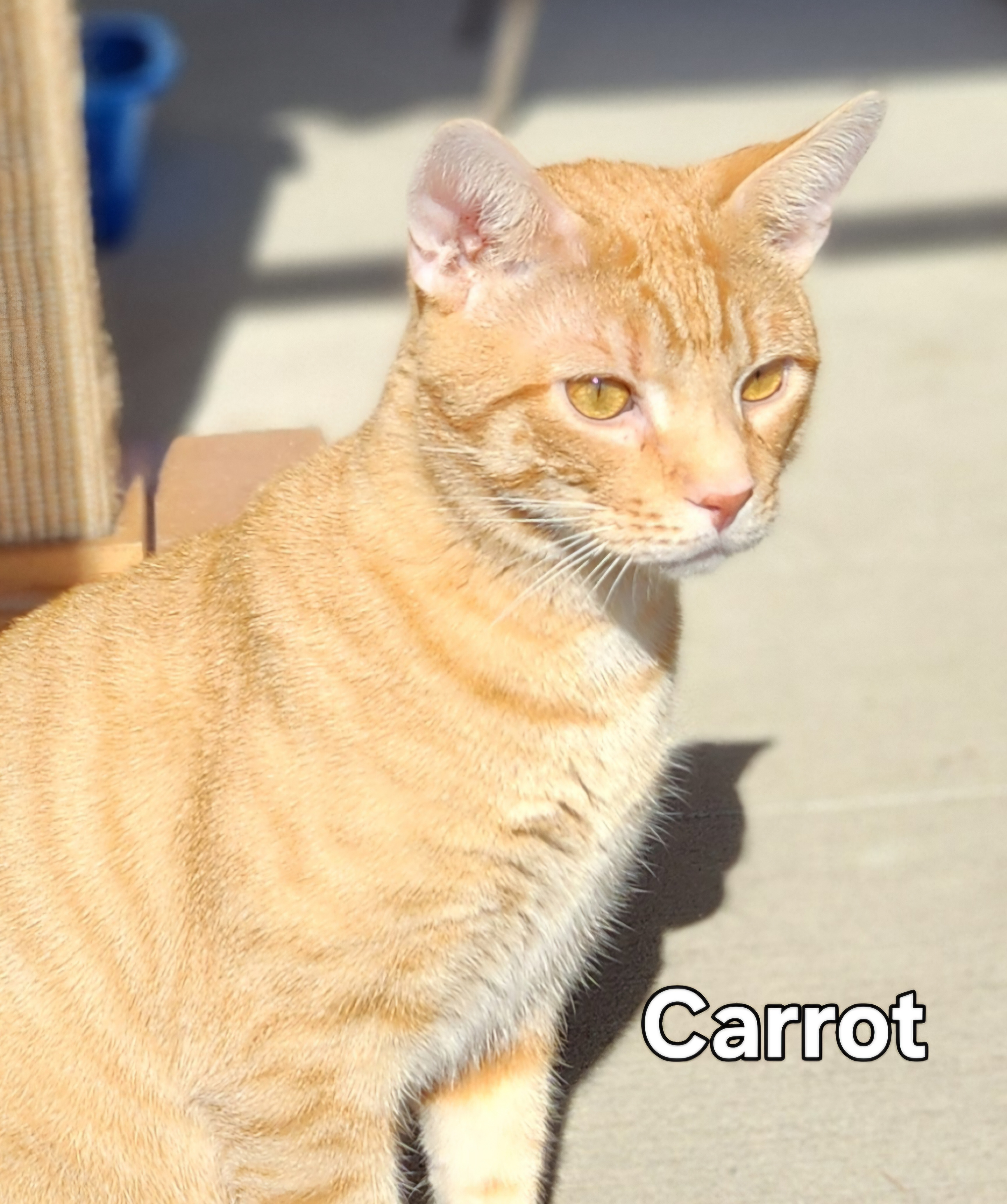 Carrot