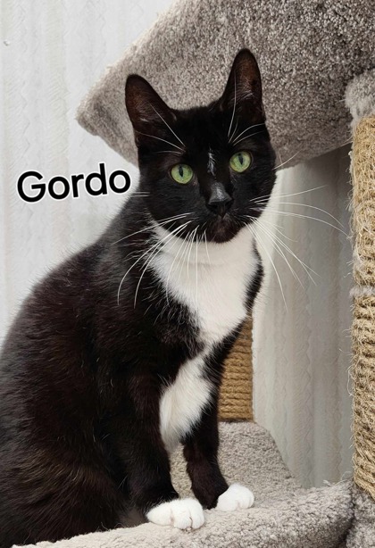 Gordo