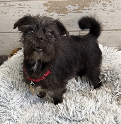 Scrappy-Doo bonded to Oliver McAlester