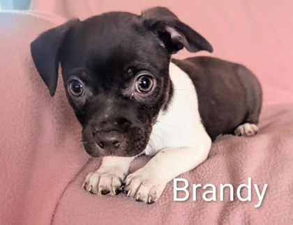 Brandy