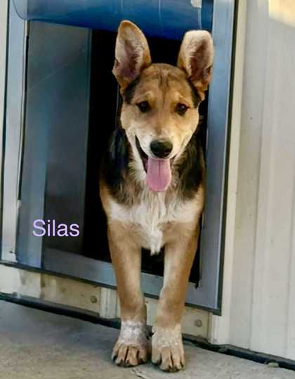 Silas