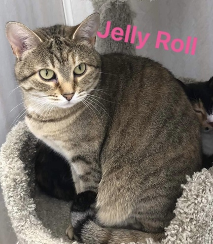 Jelly Roll bonded to Sushi