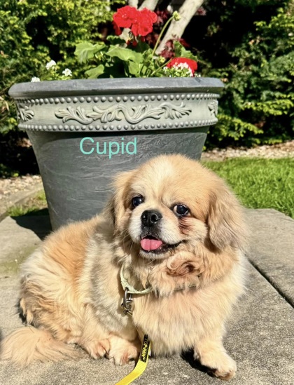 Cupid