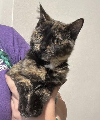 Nessie (PetSmart Claiborne)