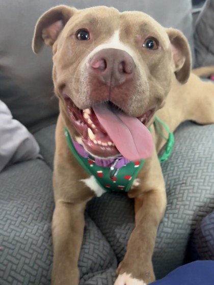 Scoob (formerly Andrew)(in Foster)