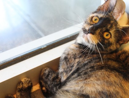 Miss Spink