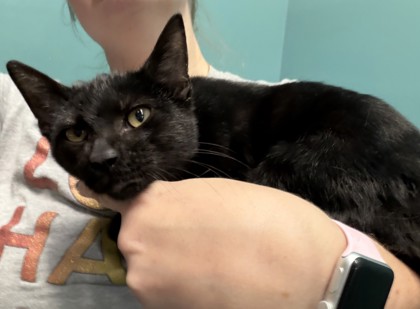 Furry De Franco (PetSmart Claiborne)