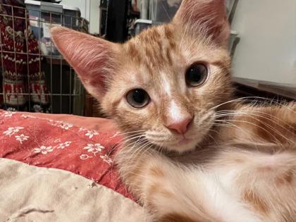 Mars (Petsmart Mahattan)
