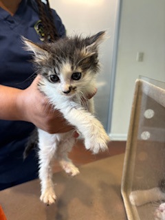 Tootsie Roll (Petsmart Claiborne)