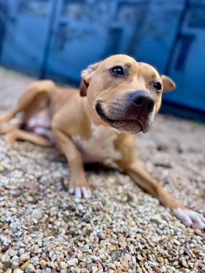 Shelda (In Foster)