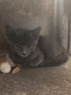 Glaceon (PetSmart Manhattan)