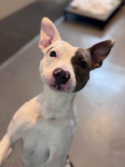 Ipod (Underdog in Foster)