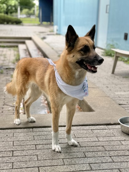 Roxanne (Underdog)