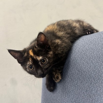 Orion (PetSmart Claiborne)