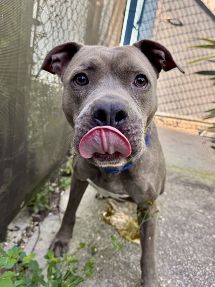 Duke (Formerly Gibbson NLOL)