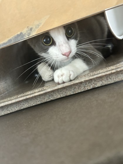 Inko