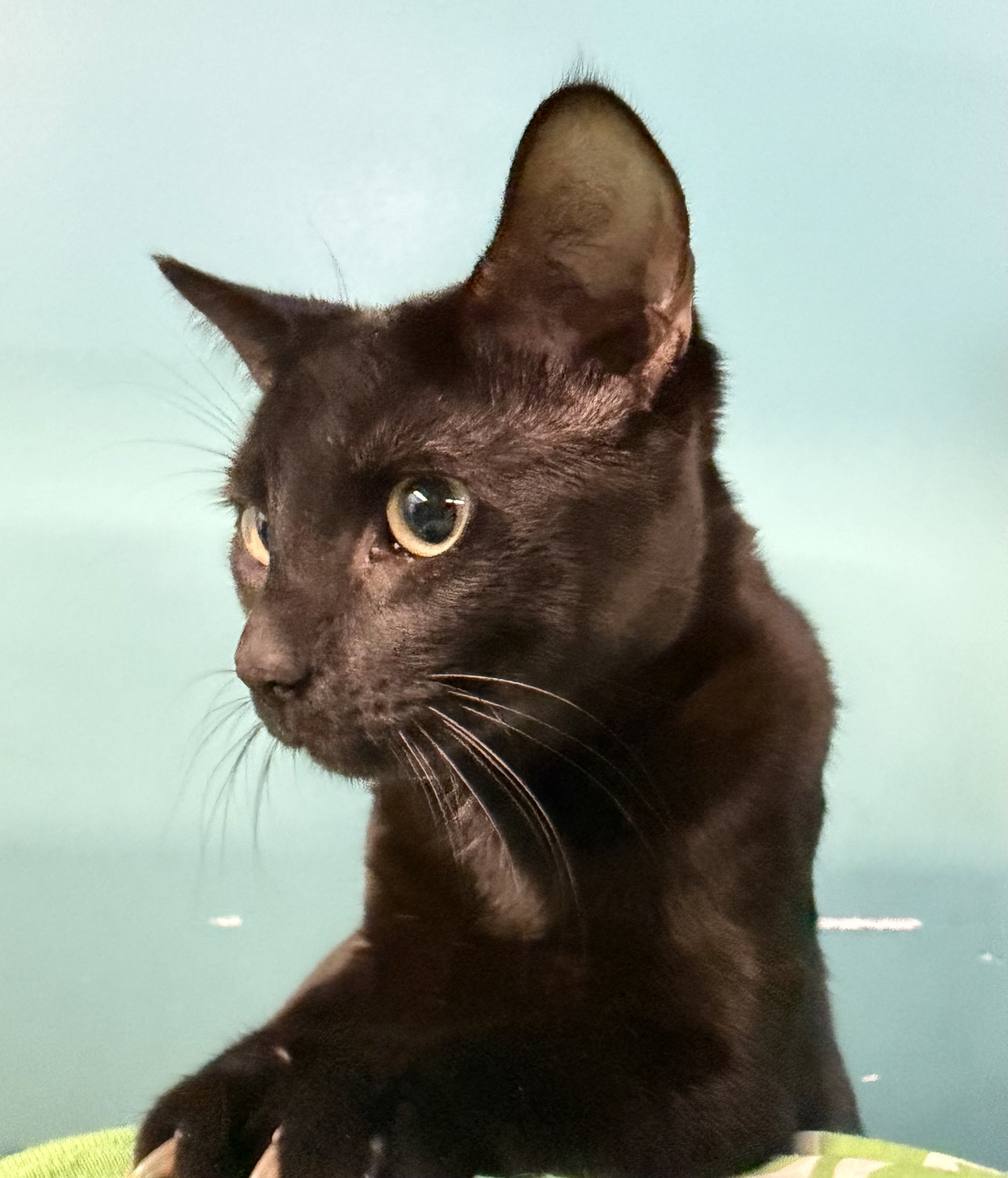 Kodak (PetSmart Manhattan)