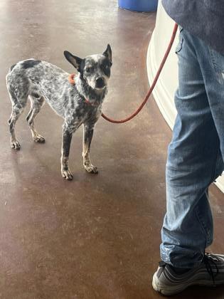 Quest (in Foster)